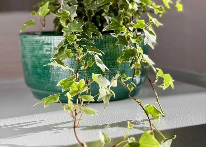 Glamour Lejlighedshotel